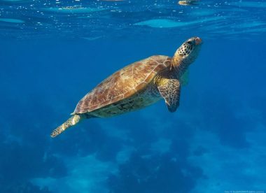 Kreuzfahrt Fidschi, Tonga, Cook- und Gesellschaftsinseln