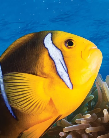 Tauchen in Huahine